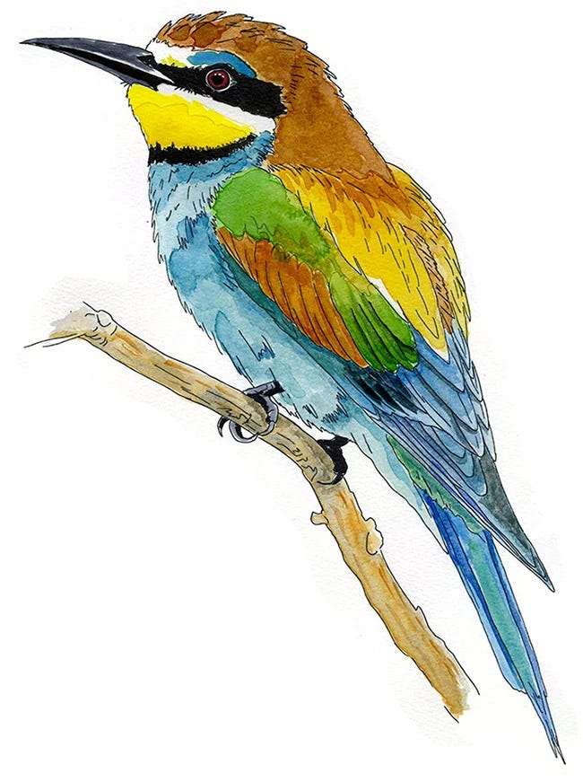 Watercolor and ink sketch of a European Bee-eater perched on a bare branch in Lipari, Sicily. Watercolor and ink sketch of a European Bee-eater perched on a bare branch in Lipari, Sicily.