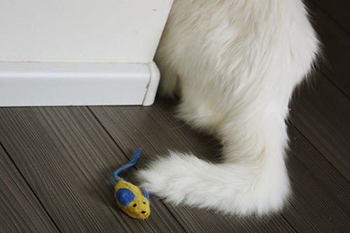 Gato e Rato em Amsterdam