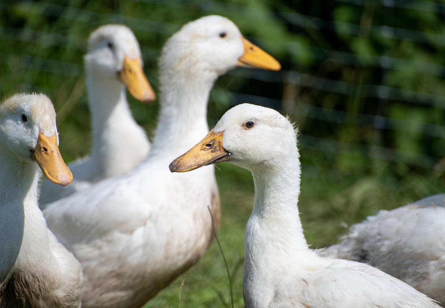 10 Facts About Ducks - FOUR PAWS International - Animal Welfare Organisation