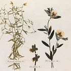 An Herbarium as Resistance
