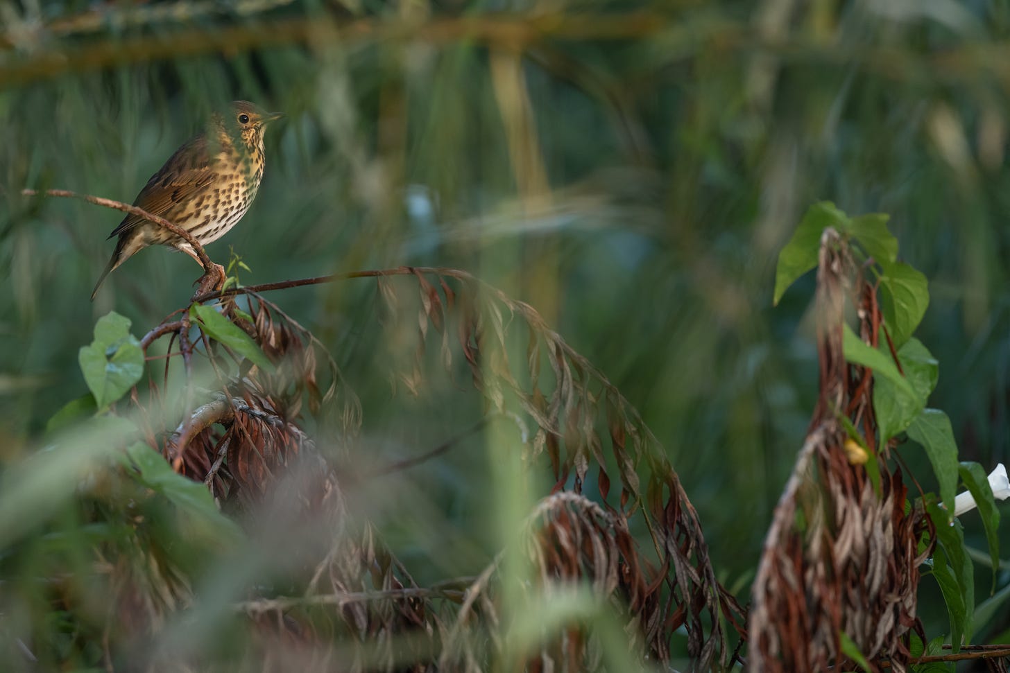 Thrush bird amongst foliage in the garden