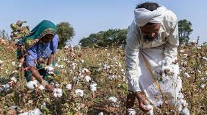 cotton farmers : Samyukt Kisan Morcha ...