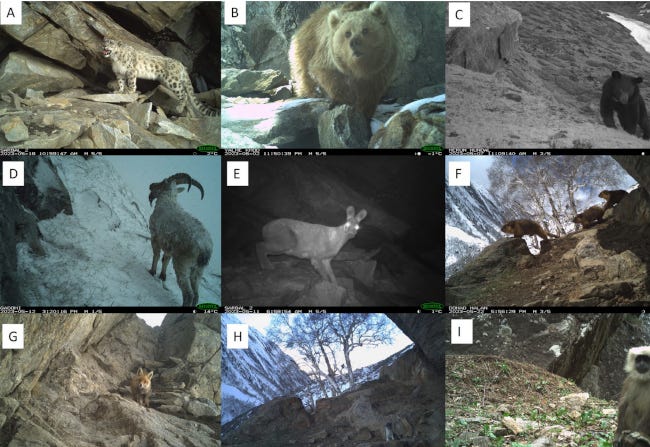 Série d'animaux sauvages, et pourtant mignons, photographiés à leur insu par le piège photographique