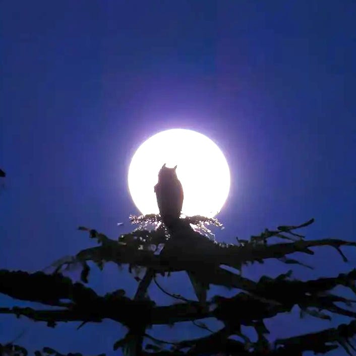 Night Owl
