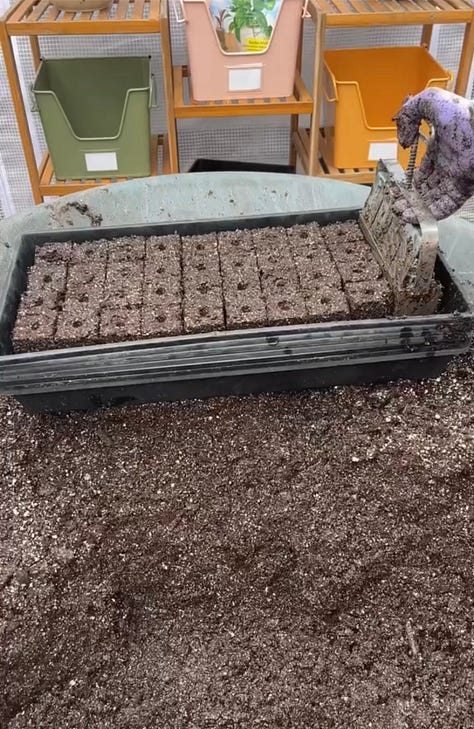 Six photos showing the progression from mixing soil to making soil blocks, planting seeds to getting sprouts.