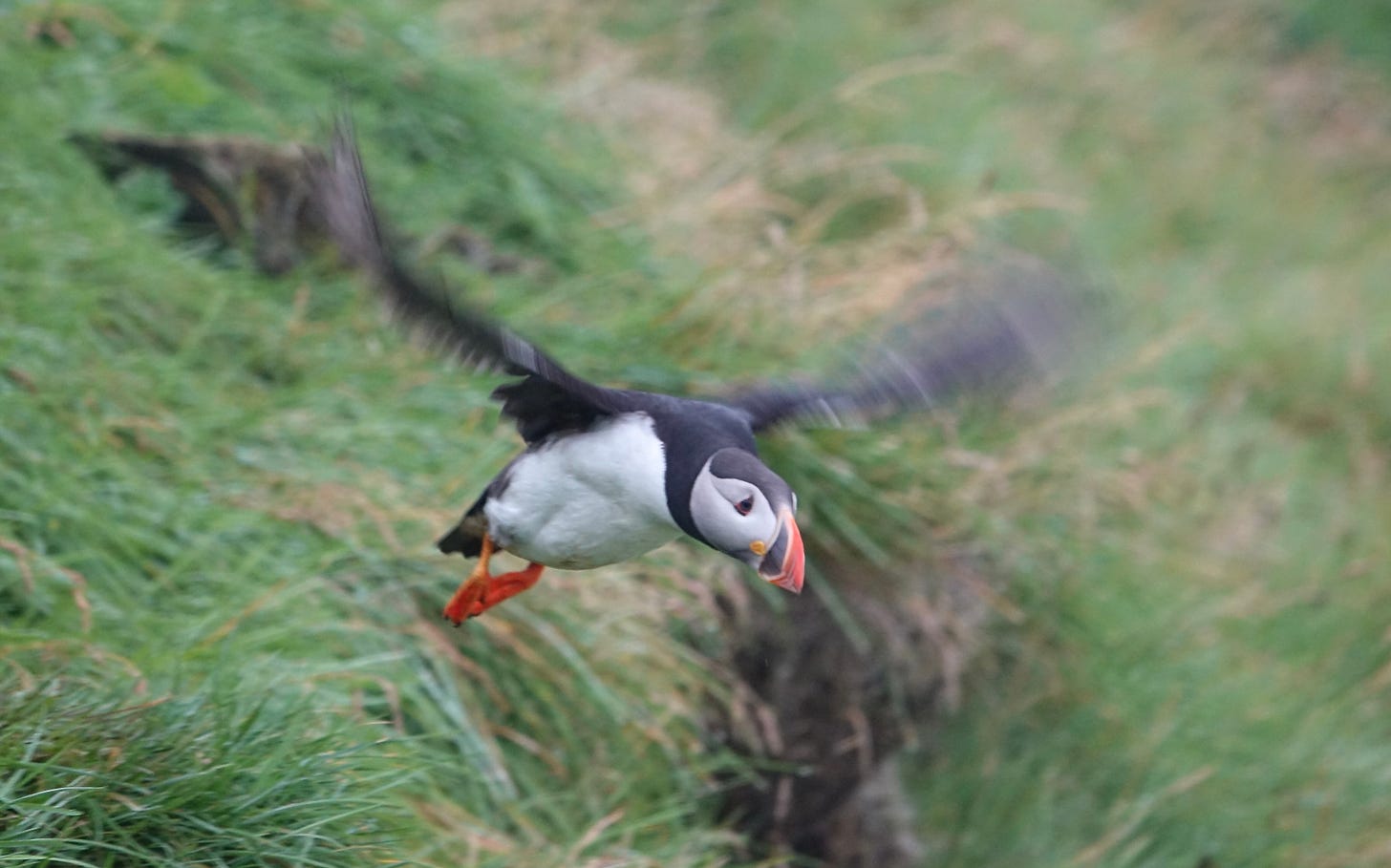 puffin