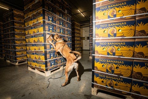 A police dog stands on its hind legs sniffing a stack of crates of bananas