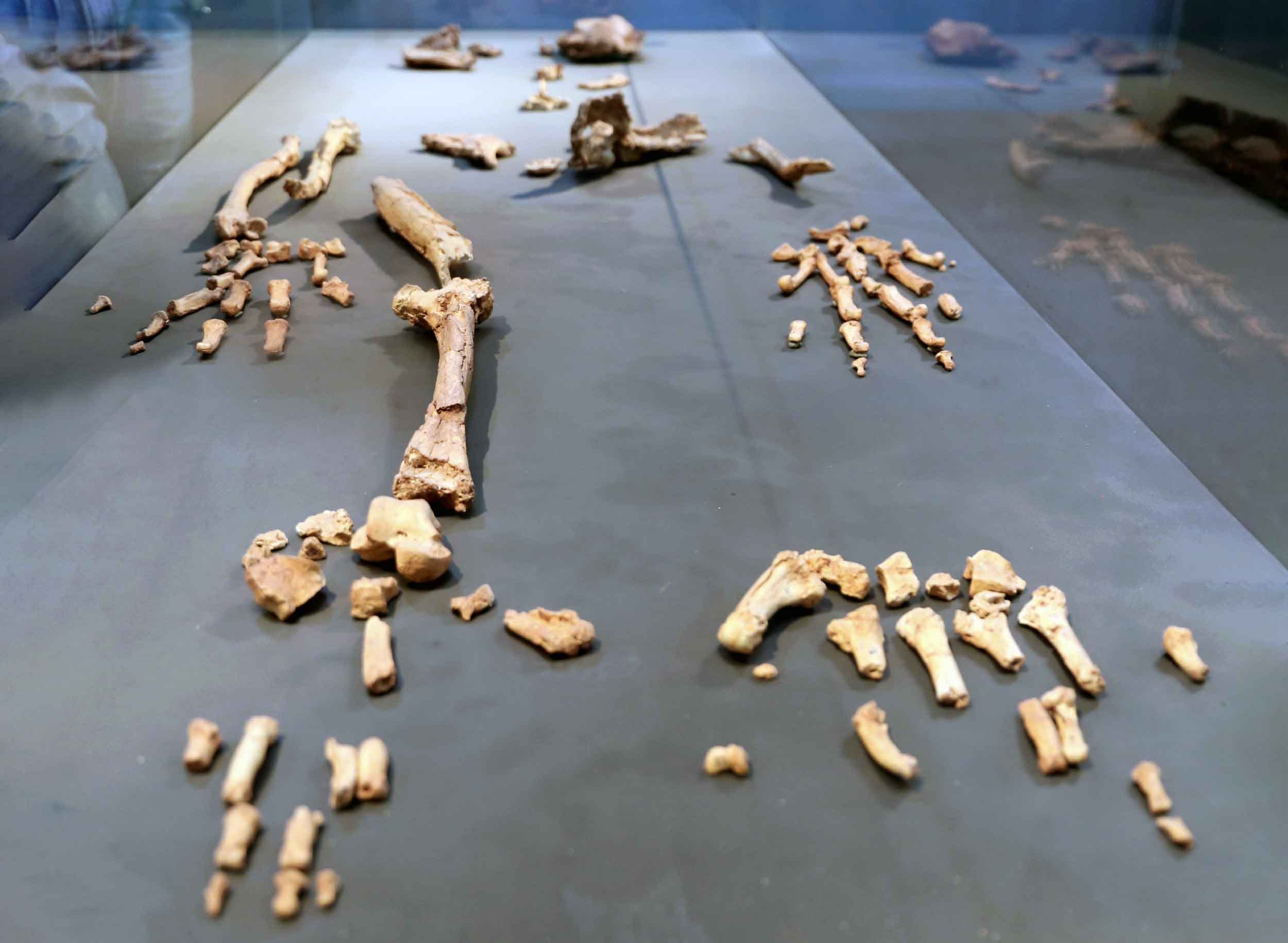 特価品セ Guide Ardipithecus and Orrorin Sahelanthropus, to アート・デザイン・音楽