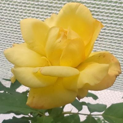 Random rose pictures.