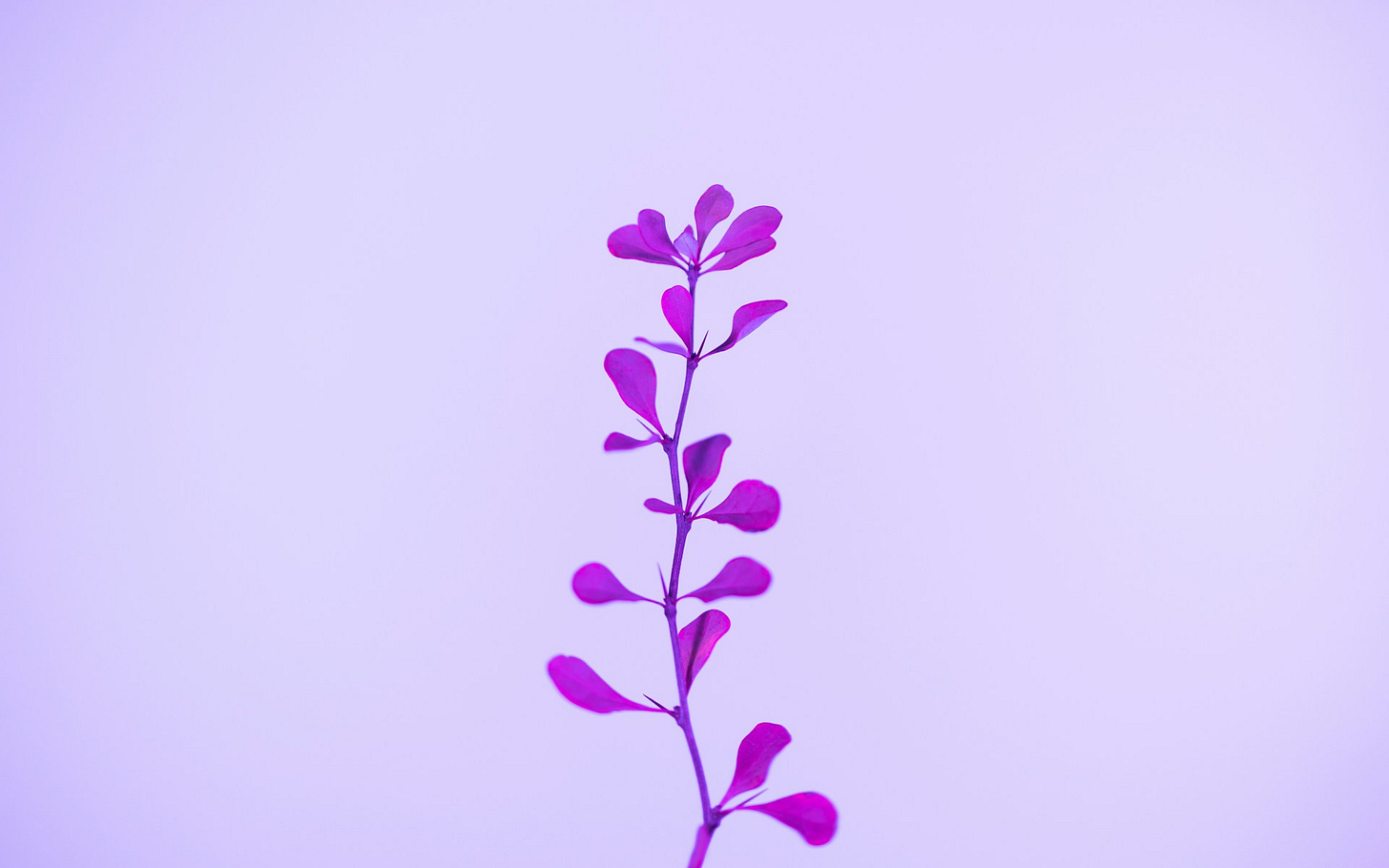 Lavender background with a simple purple flower rising up from the middle