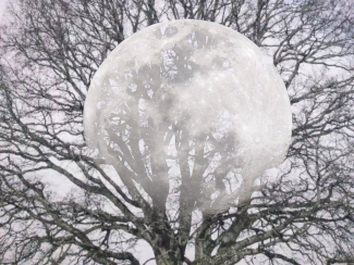 May be an image of tree