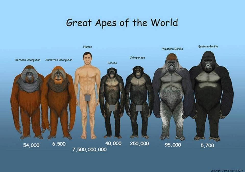 Did the “Ape Cradle” Just Move North? Meet Masripithecus.