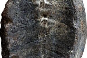 The fossil that was originally interpreted to be a plant, but researchers have now discovered is the inside of the shell of a baby turtle.