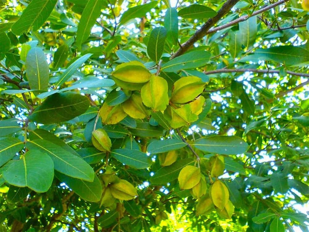 Terminalia Arjuna