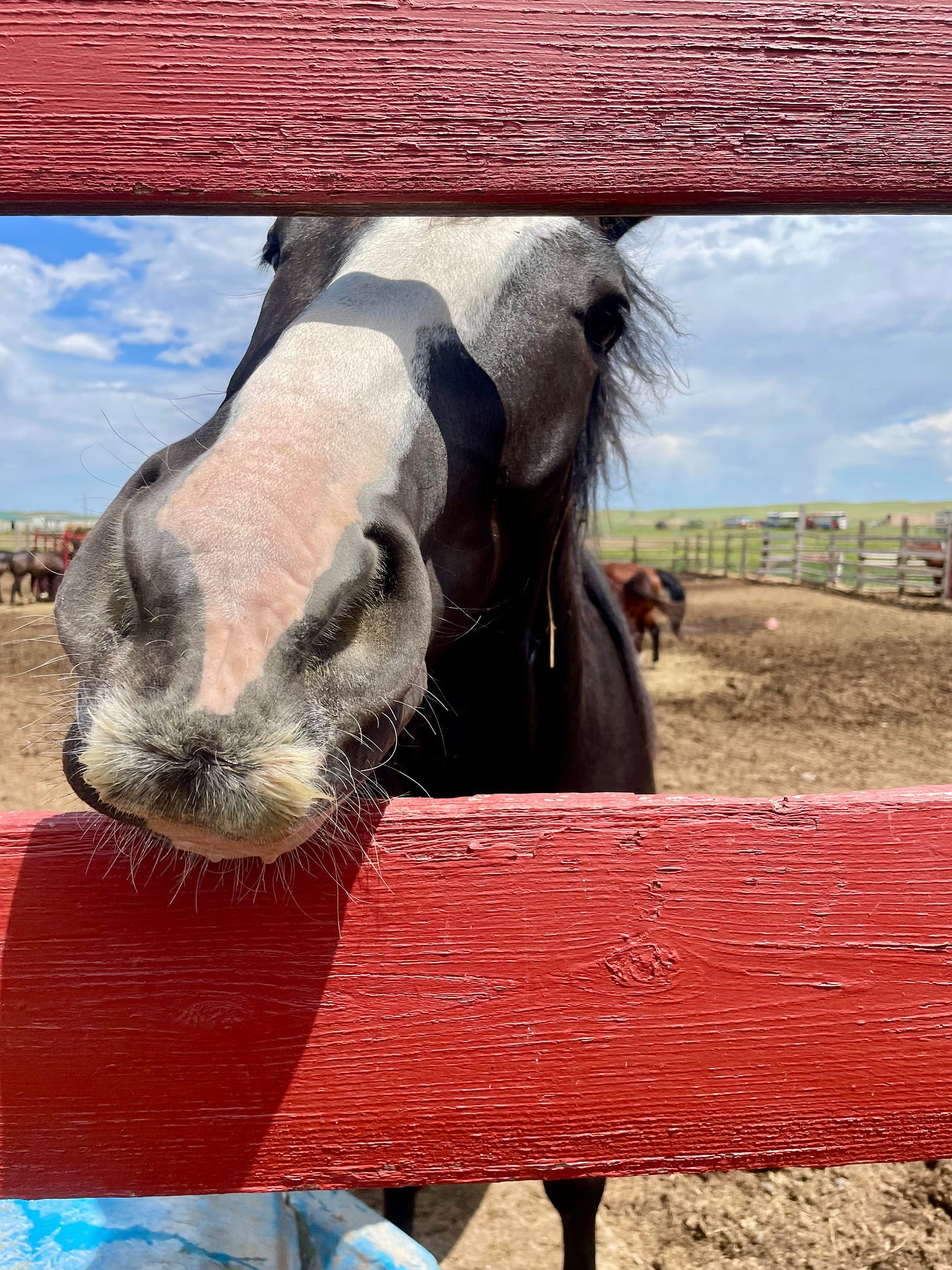 My photo of the horse that gave Tommy a nip. My photo of the horse that gave Tommy a nip.