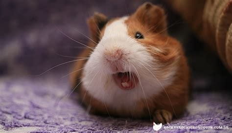 A Guide to Guinea Pig Behaviour