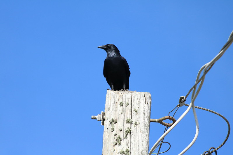 Fish crow on a telephone pole. Fish crow on a telephone pole.