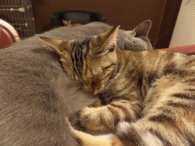 Cat Cafe Nanny Cat Cafe Nanny