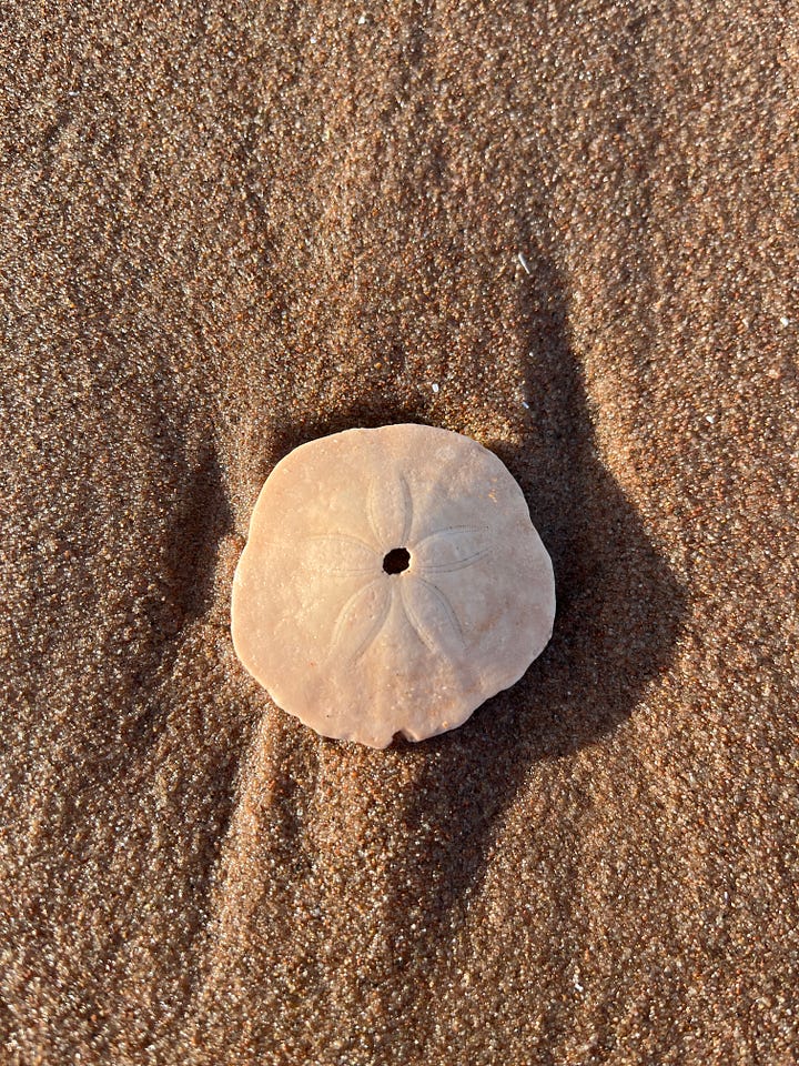 two photos of sand dollars, one lying on the beach sand, the oher in a set of outstretched hands