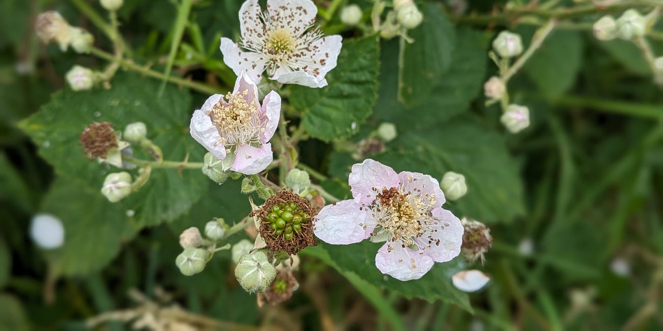 From Flower to Fruit