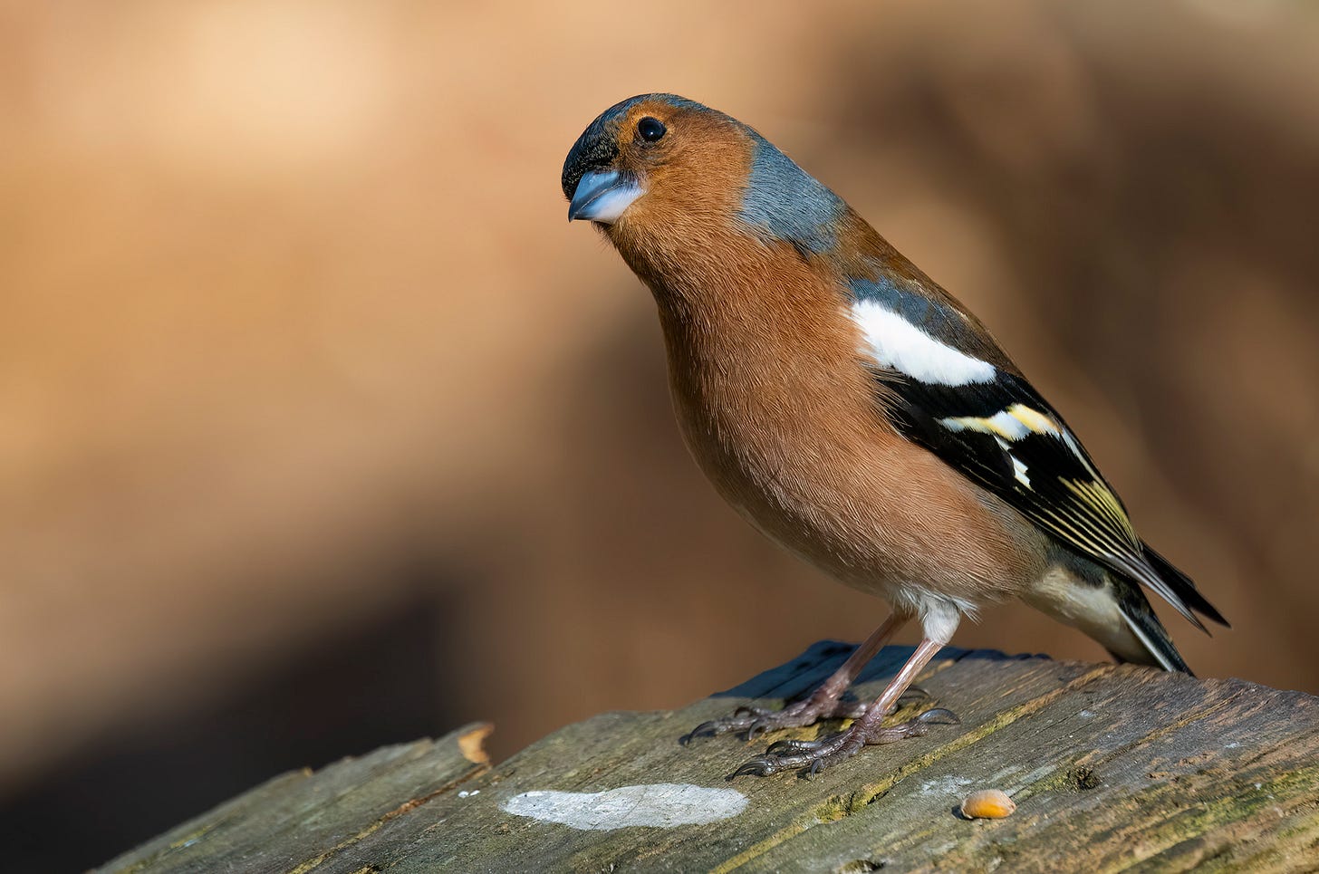 Photo of a male chaffinch perched on a log with his head cocked to one side