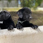 The Labrador Retriever - part four - the squeakers