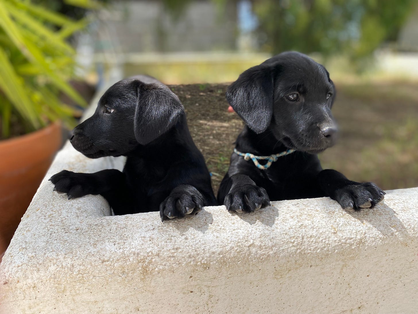 Two black labrador puppies