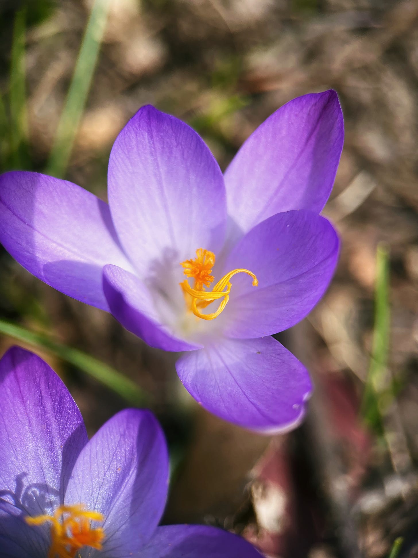 Purple woodland crocus