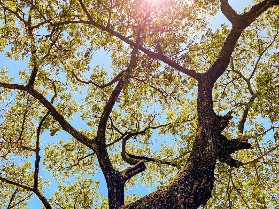 green leafed tree during daytime green leafed tree during daytime