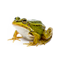 The Frog Doctrine
