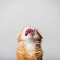 acatcalledcat's avatar