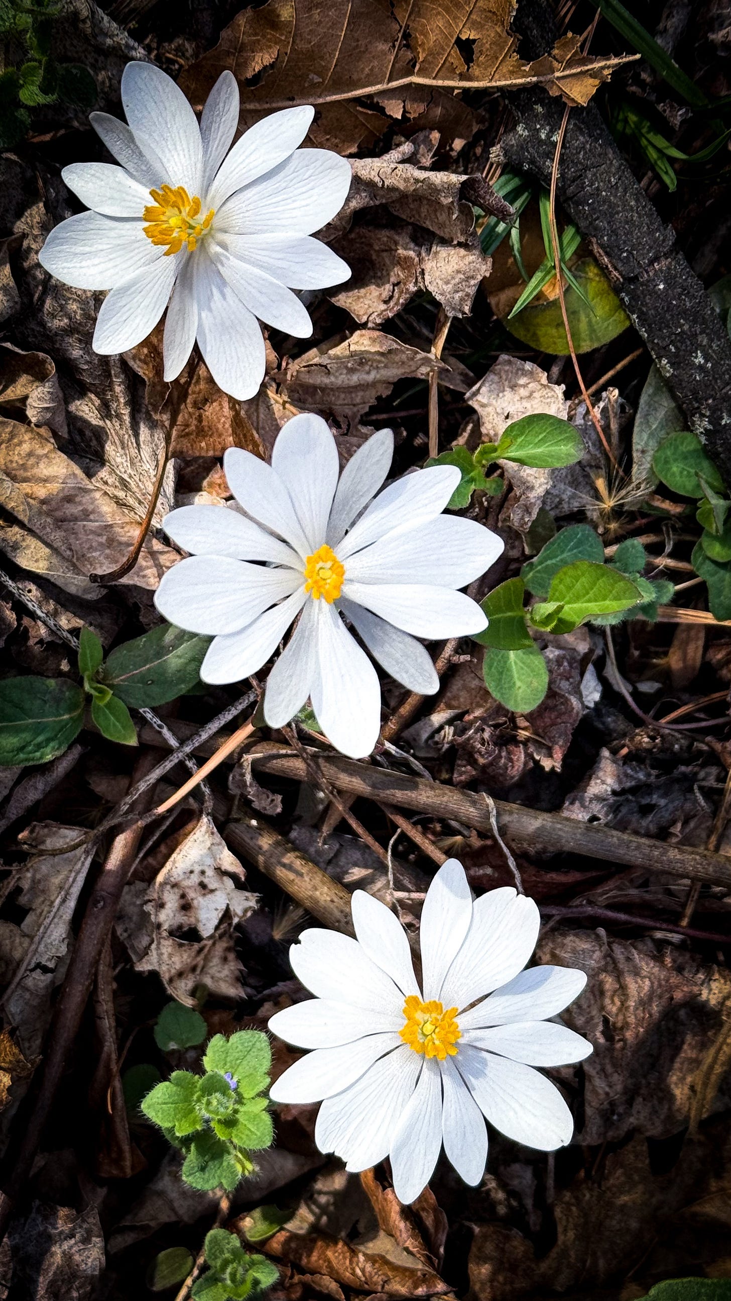 Bloodroot - white flowers, yellow center