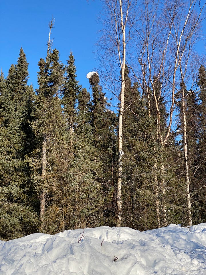 Photos of trees and snow in Connor's Bog after a winter filled with heavy snowfall. Most of the snow has dropped to the ground but snowballs and snow slicks remain perched high in the tree tops or on trunks bent by the snowfall and wind.