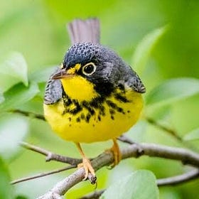 A Bird Friendly City