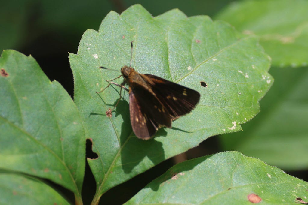a small brown jet plane-shaped butterfly sitting on a smooth green leaf with ridges