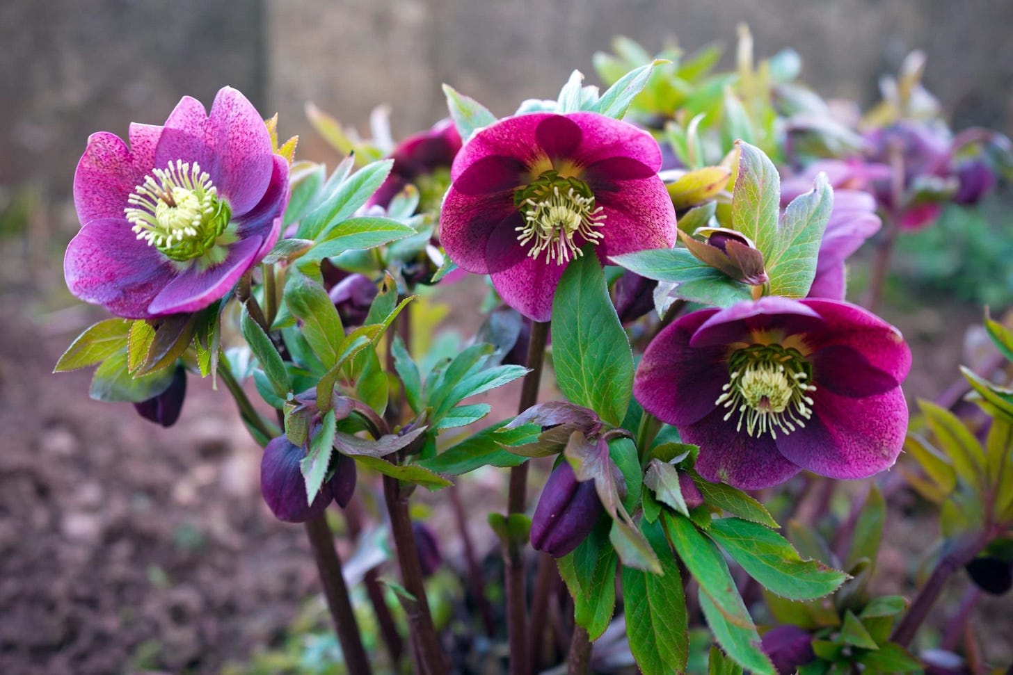 'Hellebore Tends To Thrive In Dappled Shade' - Here's How To Best Care ...