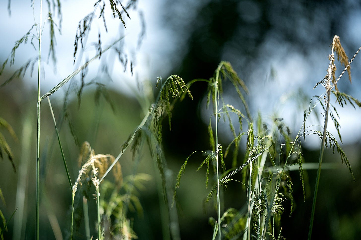 The graceful curves of tufted hair grass (Deschampsia cespitosa) reflect light at the approach to the blurred, dark wood