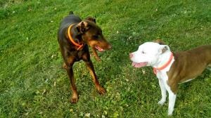 Ruby and her buddy, Bronson Ruby and her buddy, Bronson