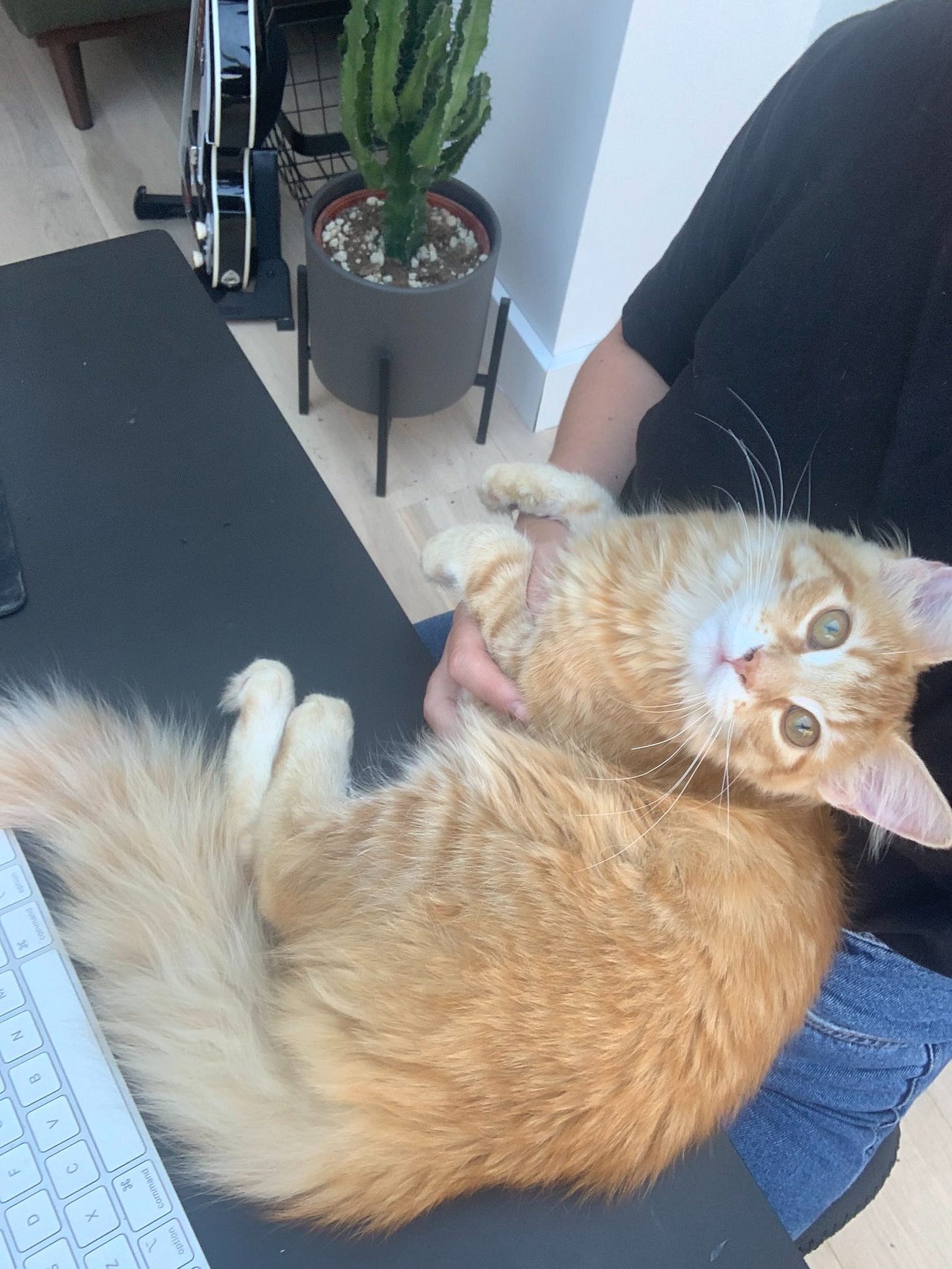foto van een hele zachte rode kat die op tafel en half bij pleun op schoot zit. Met zijn staart ligt hij op het toetsenbord