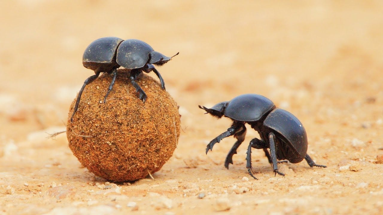 Le bousier a une vie de m**de - ZAPPING SAUVAGE
