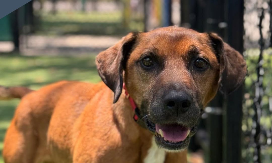 Primo the Dog Safe After Adoption Concerns Prompt Shelter Review