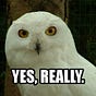 The Not Surprised Owl 🦉's avatar