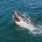 Tisha B'Av and Jaws