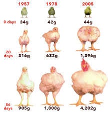 Changes in broiler size and weight since the 1970s. Source: Zuidhof et... |  Download Scientific Diagram