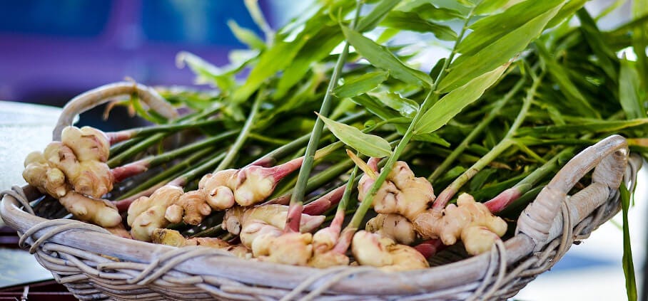 Growing ginger in Australia