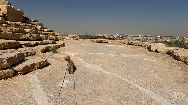 dog walking on desert trail