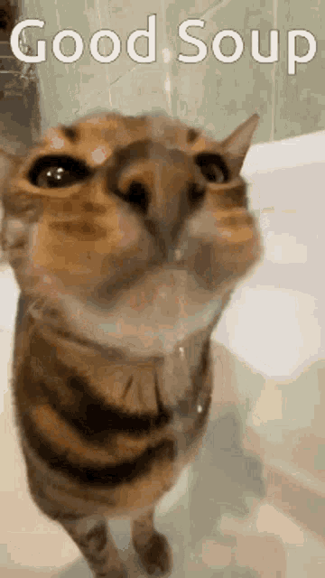 a cat is looking up at the camera with the words good soup written above it a cat is looking up at the camera with the words good soup written above it