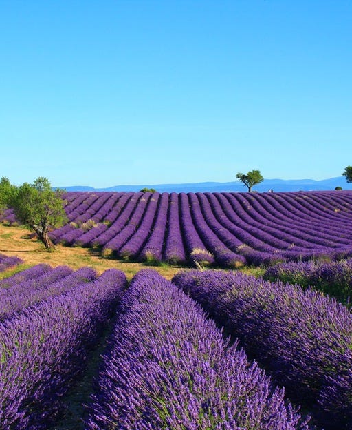 May be an image of French lavender