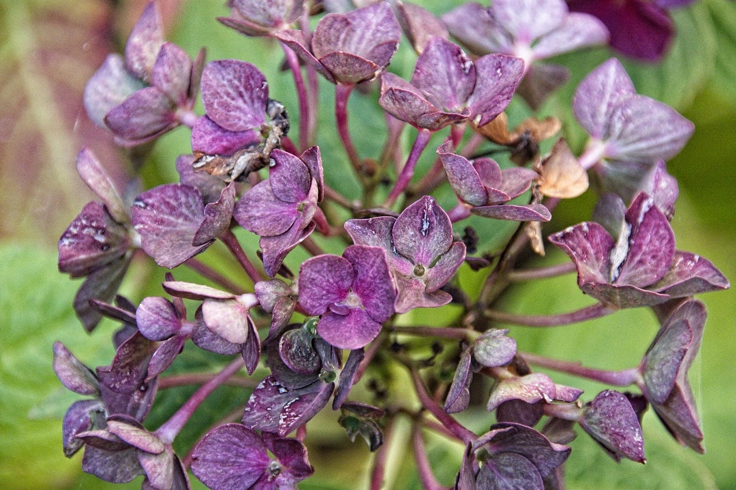 purple hortensia