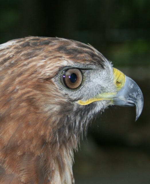 Freedom, Liberty And Sovereignty